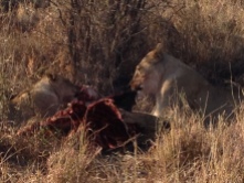 Lioness and cub eating a kill