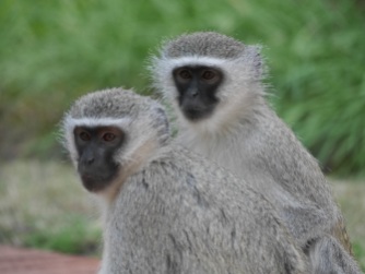 Monkeys at Tau (not on safari)