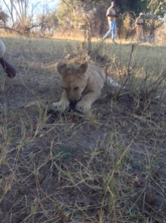 7.17.14 Zambia_lion encounter (48)